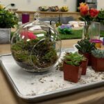 Plant and Sip Succulent Terrarium Party – Richardson